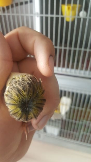  - Canari