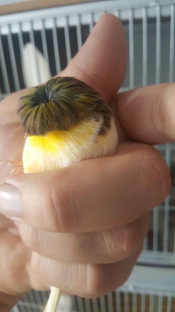  - Canari