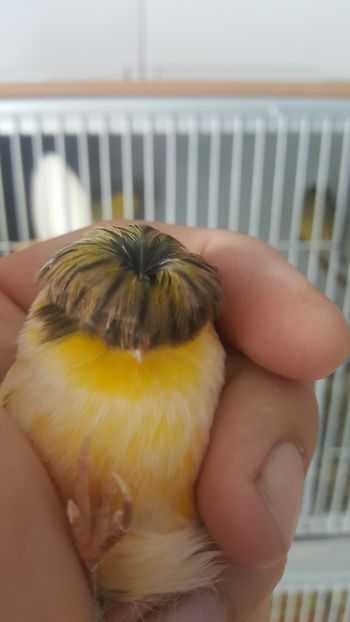  - Canari
