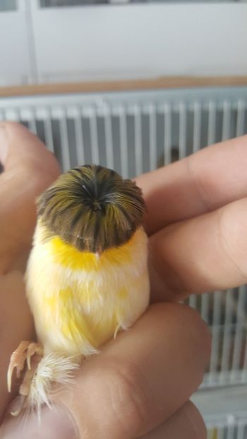  - Canari