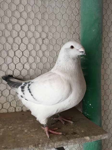 M2016 1601 - 3_1 MASCULI