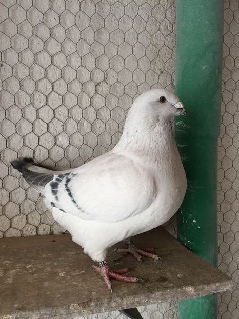 M2016 1601 - 3_1 MASCULI