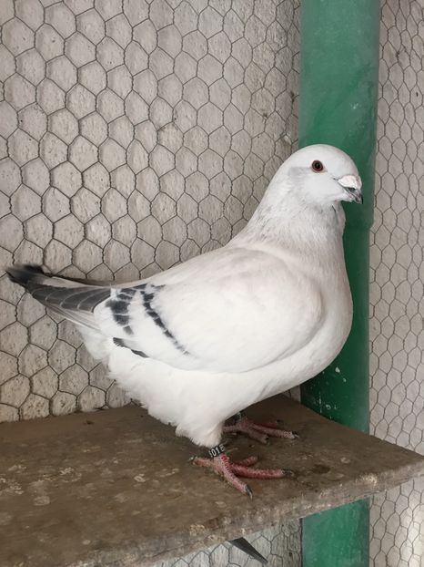 M2016 1601 - 3_1 MASCULI