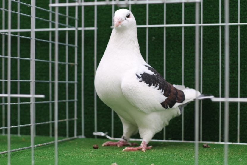 38EEC5FC-8A81-43E5-AAB9-1D82870372F6 - FEMELE AMERICAN GIANT HOMER MATCA 2020