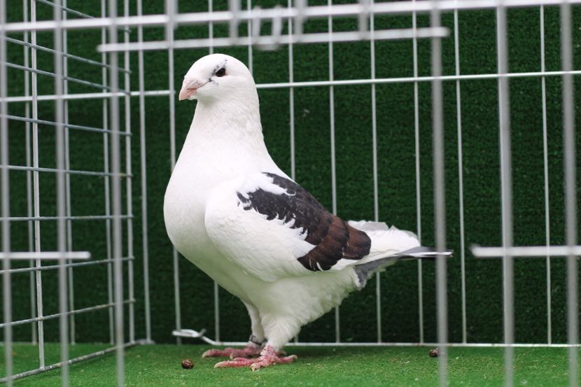 C16668BE-D955-40F3-83E1-9D7B434F2FA1 - FEMELE AMERICAN GIANT HOMER MATCA 2020