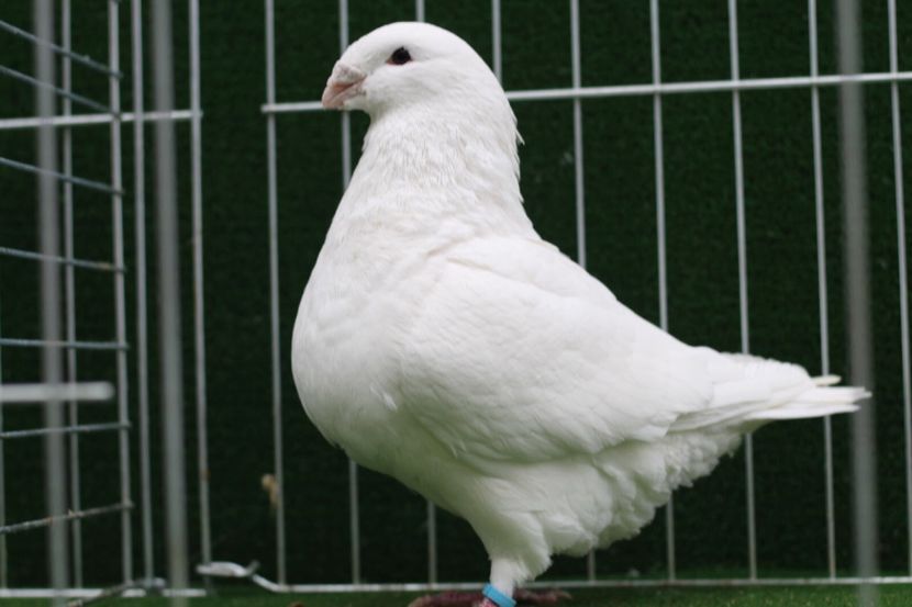 B3F50260-5008-4612-9443-F992A1F82A57 - 4-MASCULI AMERICAN GIANT HOMER MATCA 2020