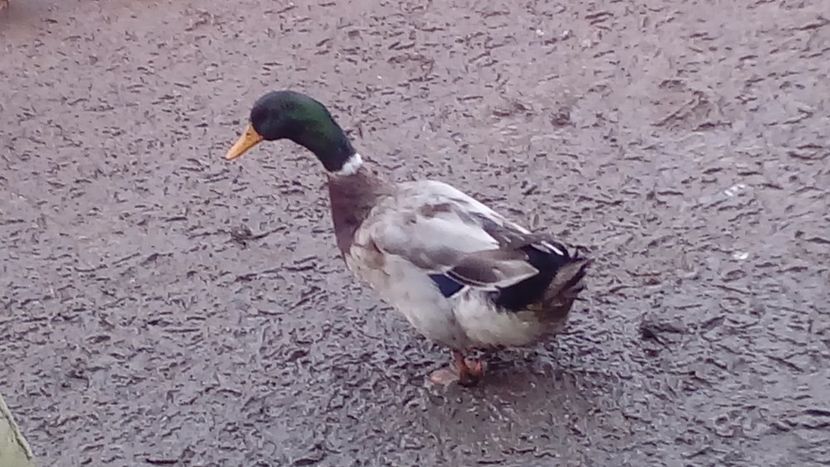  - Matca de rațe românești 2019