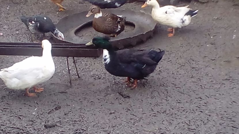  - Matca de rațe românești 2019