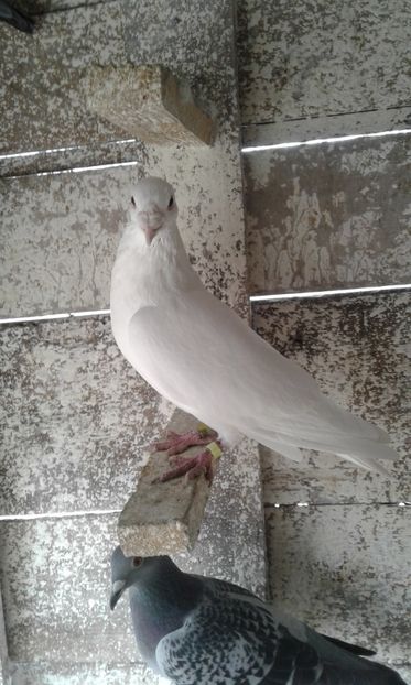 Mascul 1999 - Porumbei voiajori