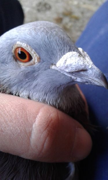 Mascul 2015 - Porumbei voiajori