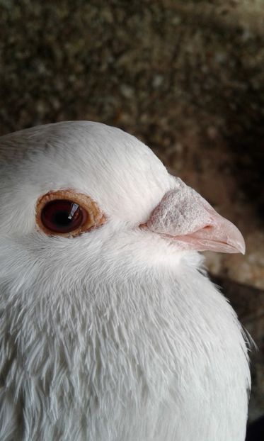 Mascul 2016 - Porumbei voiajori