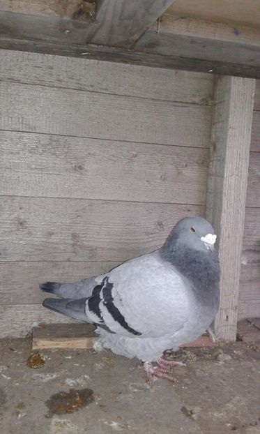 M2014 - Cuci -Albastri- Matca 2018