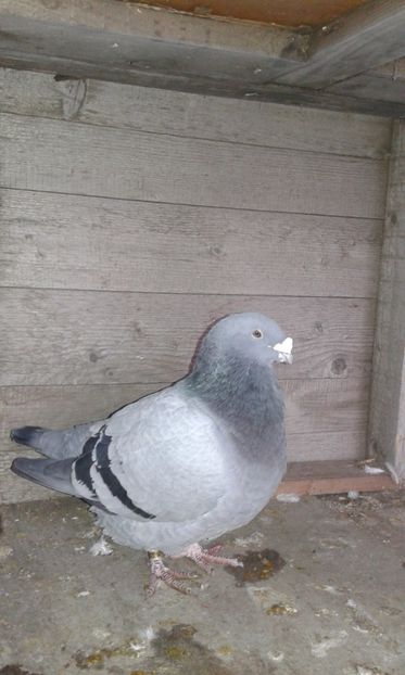  - Cuci -Albastri- Matca 2018