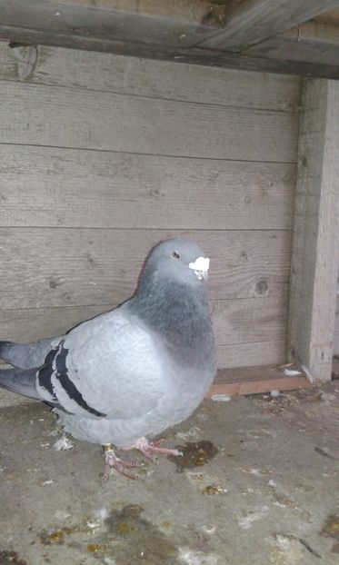  - Cuci -Albastri- Matca 2018