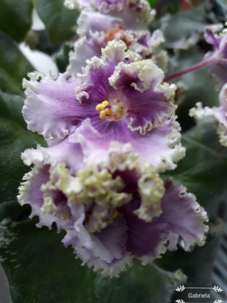  - Spring Dancer Sport