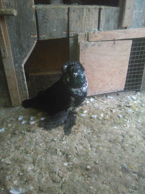  - Porumbei la gramada