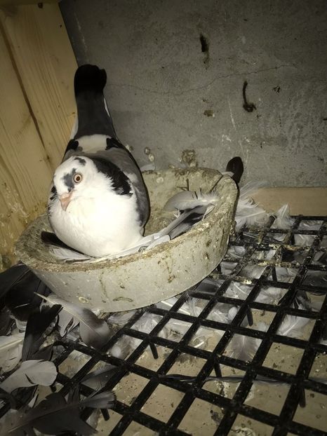 IMG-20171126-WA0004 - porumvei provenienta Luci Damian