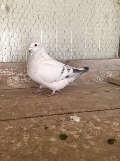 F1 2016 - 2 AMINTIRI