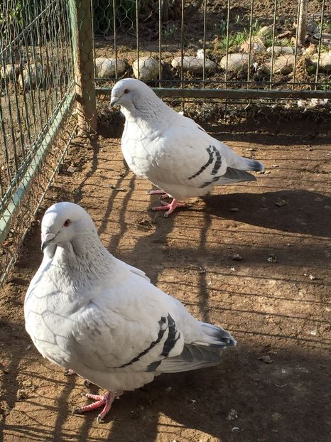 F2 2016 + F3 2016 - 2 AMINTIRI