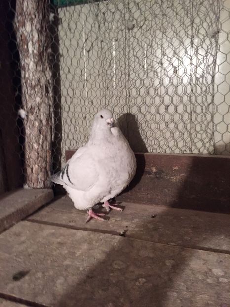 M3 2016 - 2 AMINTIRI