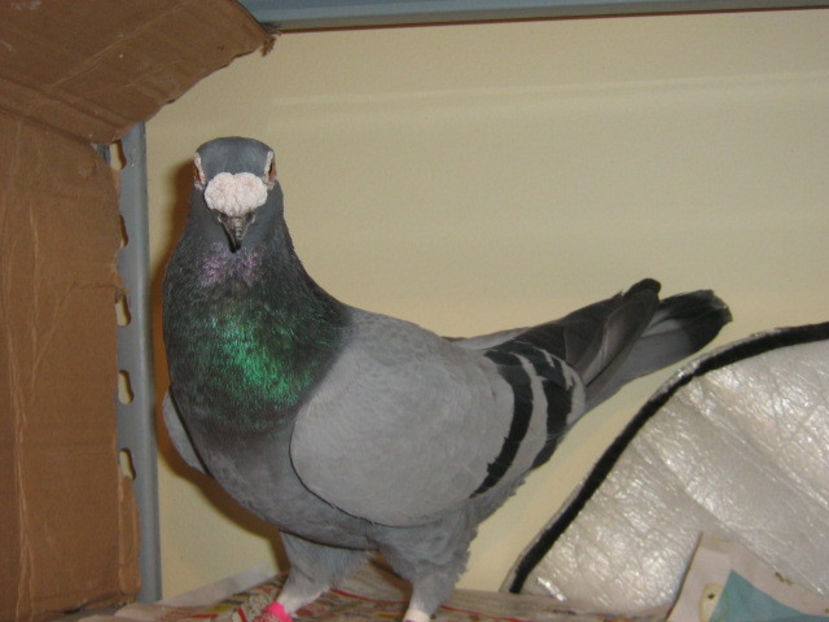 mascul - VOIAJORI STIL VECHI SI  VOIAJORI DE FRUMUSETE