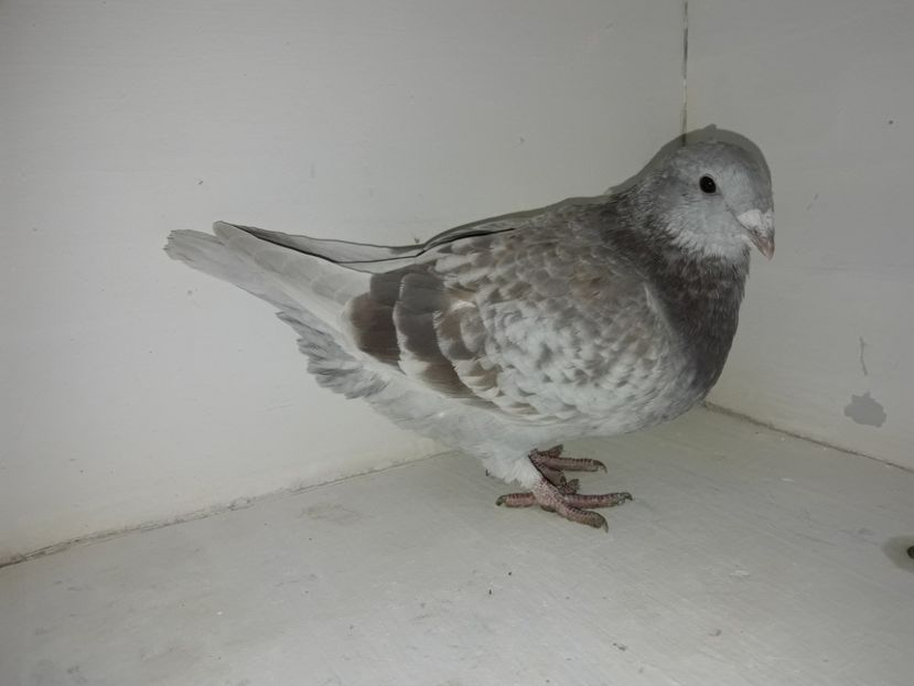 F. 2017  Vanduta - 01 De vanzare