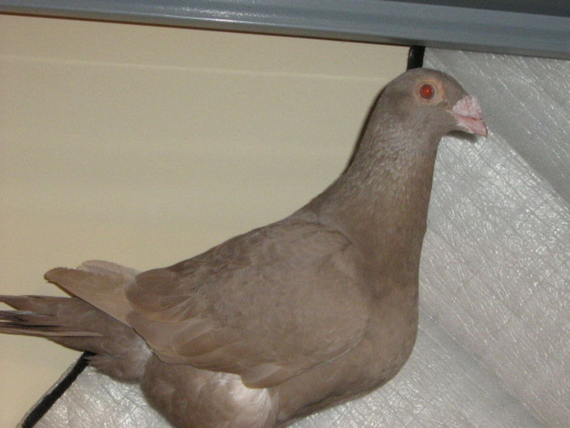 femela-cafeniu - VOIAJORI STIL VECHI SI  VOIAJORI DE FRUMUSETE