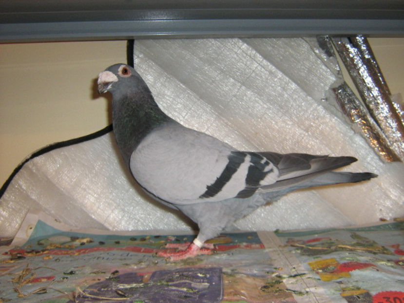 femela - Gut si albastru