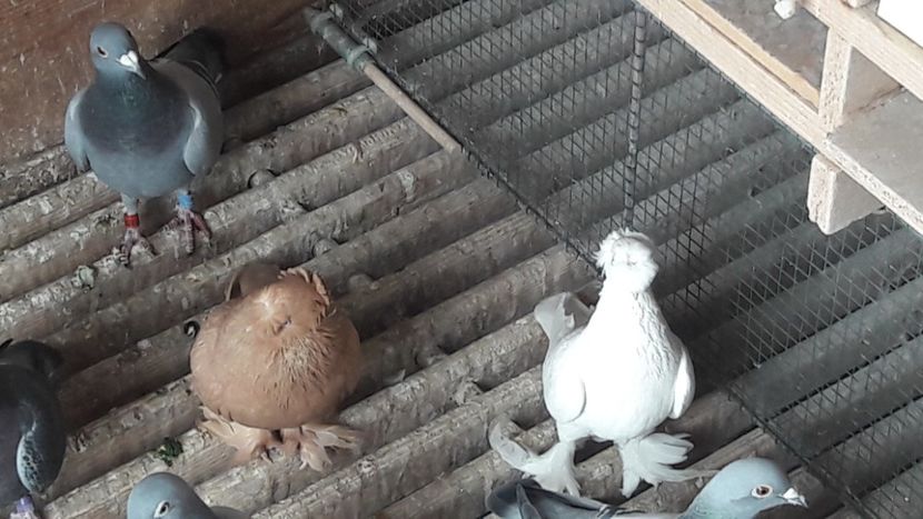  - 1 jucători dublu motati
