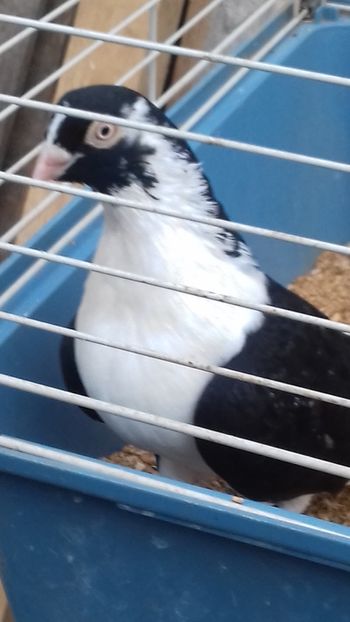 Mascul 2015 - Masculi 2018