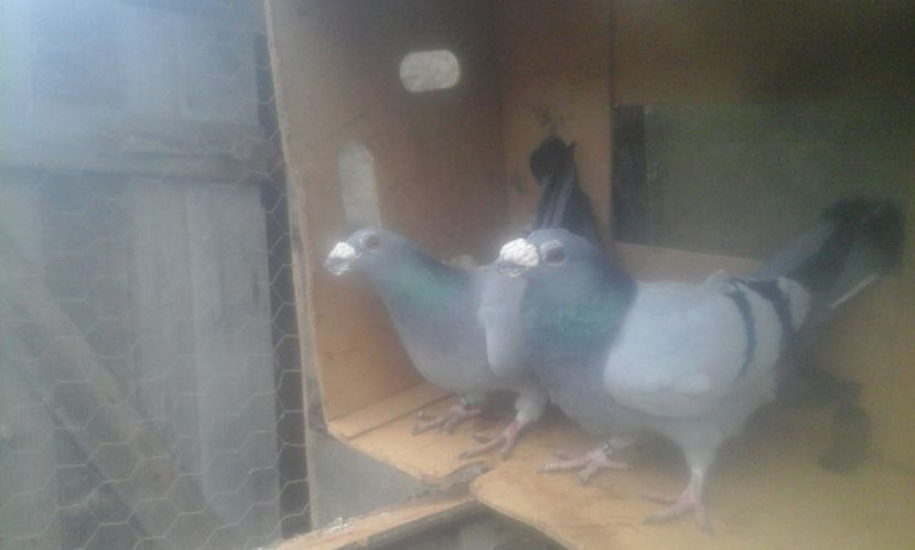 mascul si femela 2016 - dragon tineret 2017