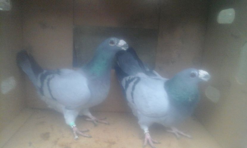  - dragon tineret 2017