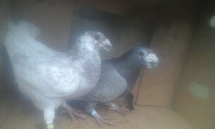  - dragon tineret 2017