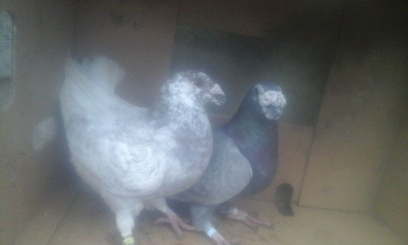 mascul 2015 si femela 2017 - dragon tineret 2017