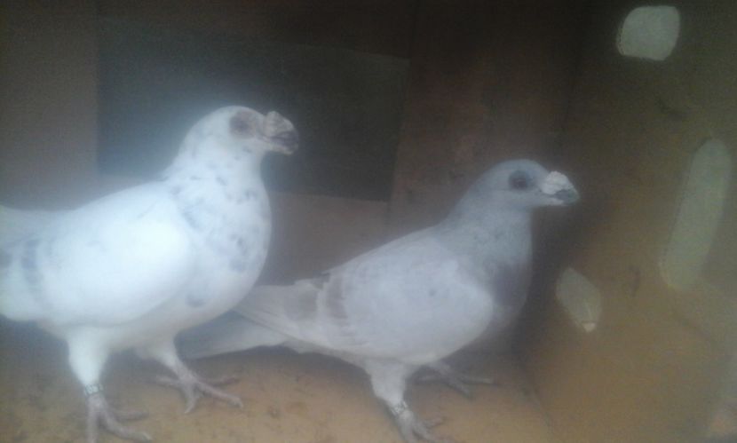  - dragon tineret 2017