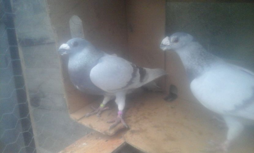  - dragon tineret 2017