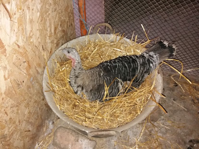 Prima mamica pe 18 oua - Curci 2018