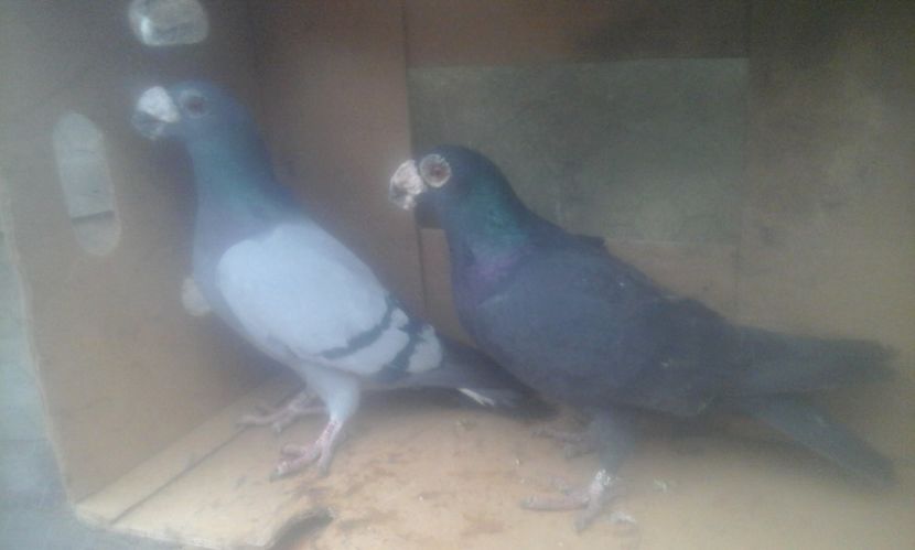  - dragon tineret 2017