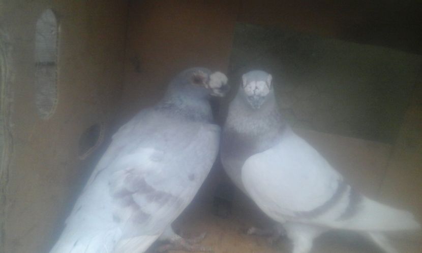  - dragon tineret 2017