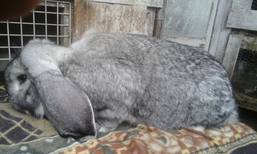  - MASCUL CHINCHILA