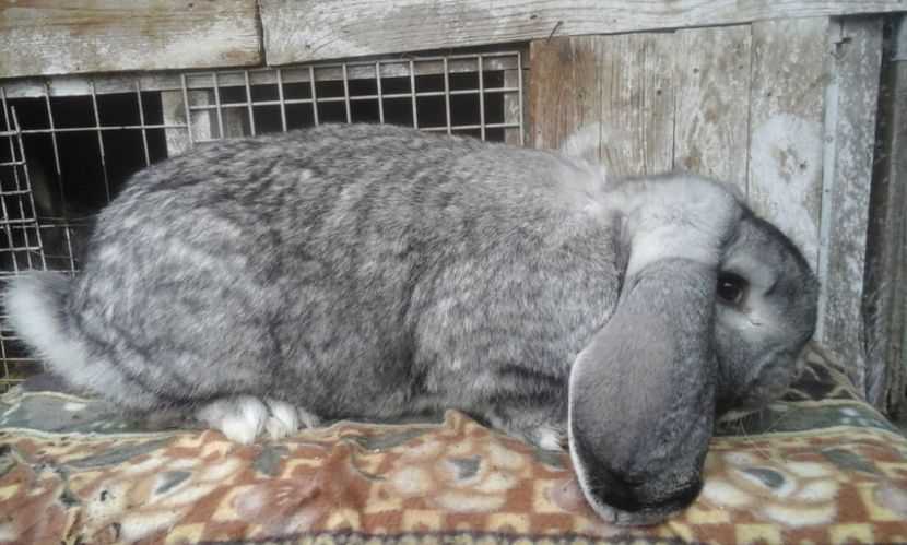  - MASCUL CHINCHILA
