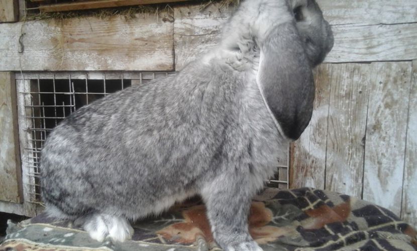  - MASCUL CHINCHILA