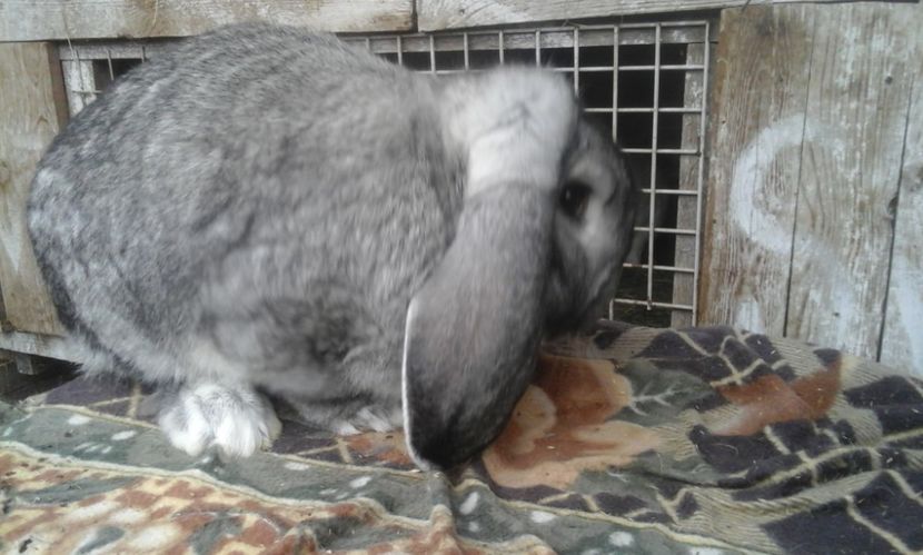  - MASCUL CHINCHILA