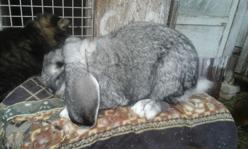  - MASCUL CHINCHILA