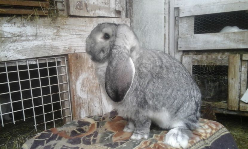  - MASCUL CHINCHILA