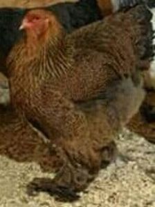 2017-12-31 15.48.31 - C Brahma Potarnichiu