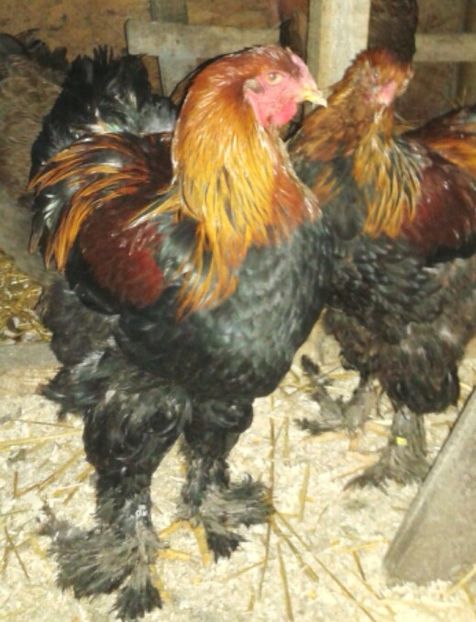 2017-12-24 12.24.29 - C Brahma Potarnichiu