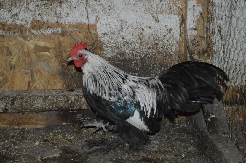 tineret 2017 - b Mii de flori argintiu