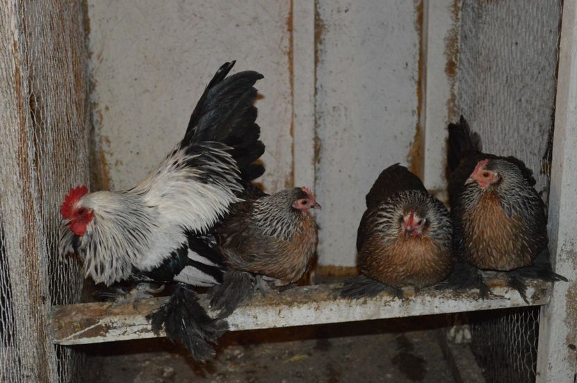 mii de flori argintiu - b Mii de flori argintiu