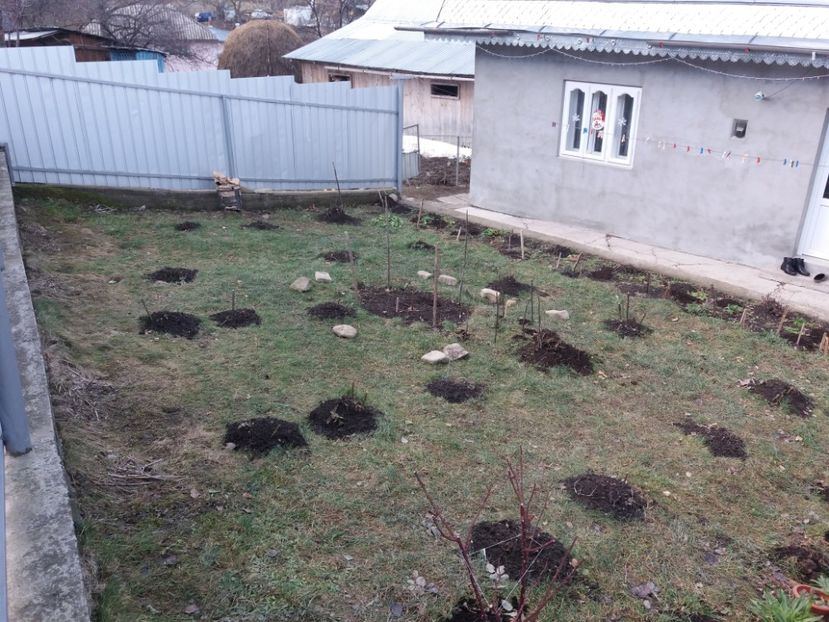 Trandafirii mei îmbrobodiți :))) - 000000000000001   GRADINA MEA